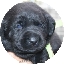 イエローGr(NORBLE 男の子)